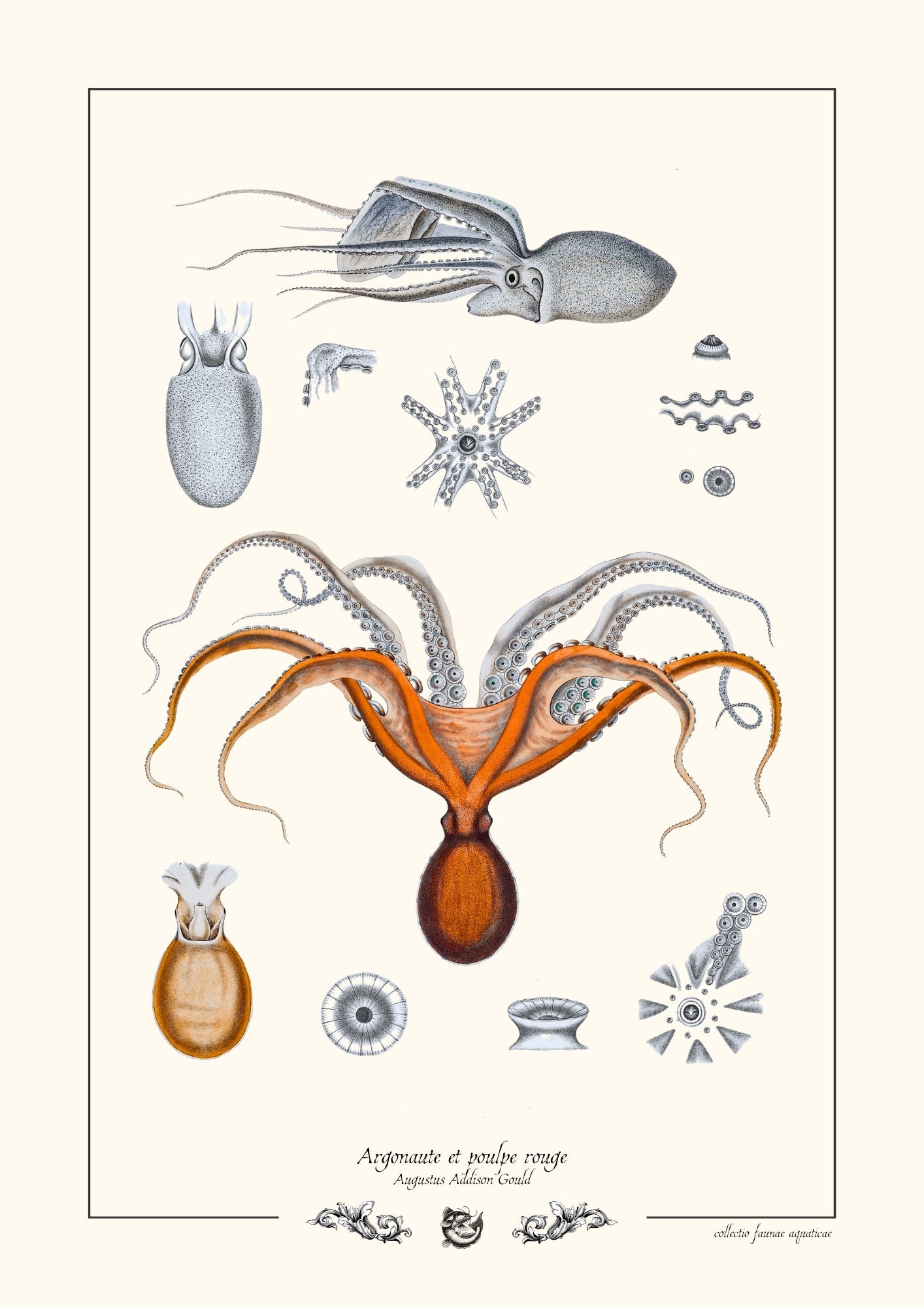 Argonaute et poulpe rouge