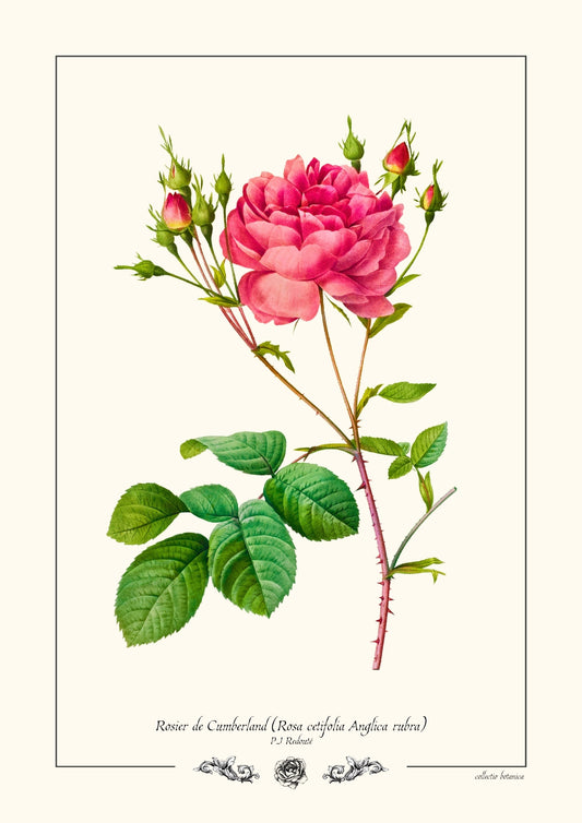 Rosier de Cumberland