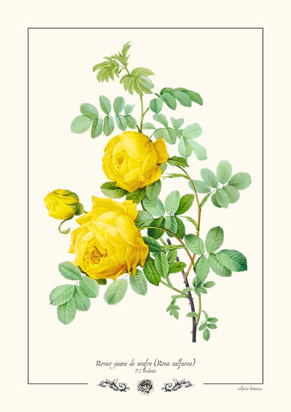 Rosier jaune de soufre