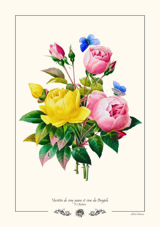 Rose jaune et rose du Bengale