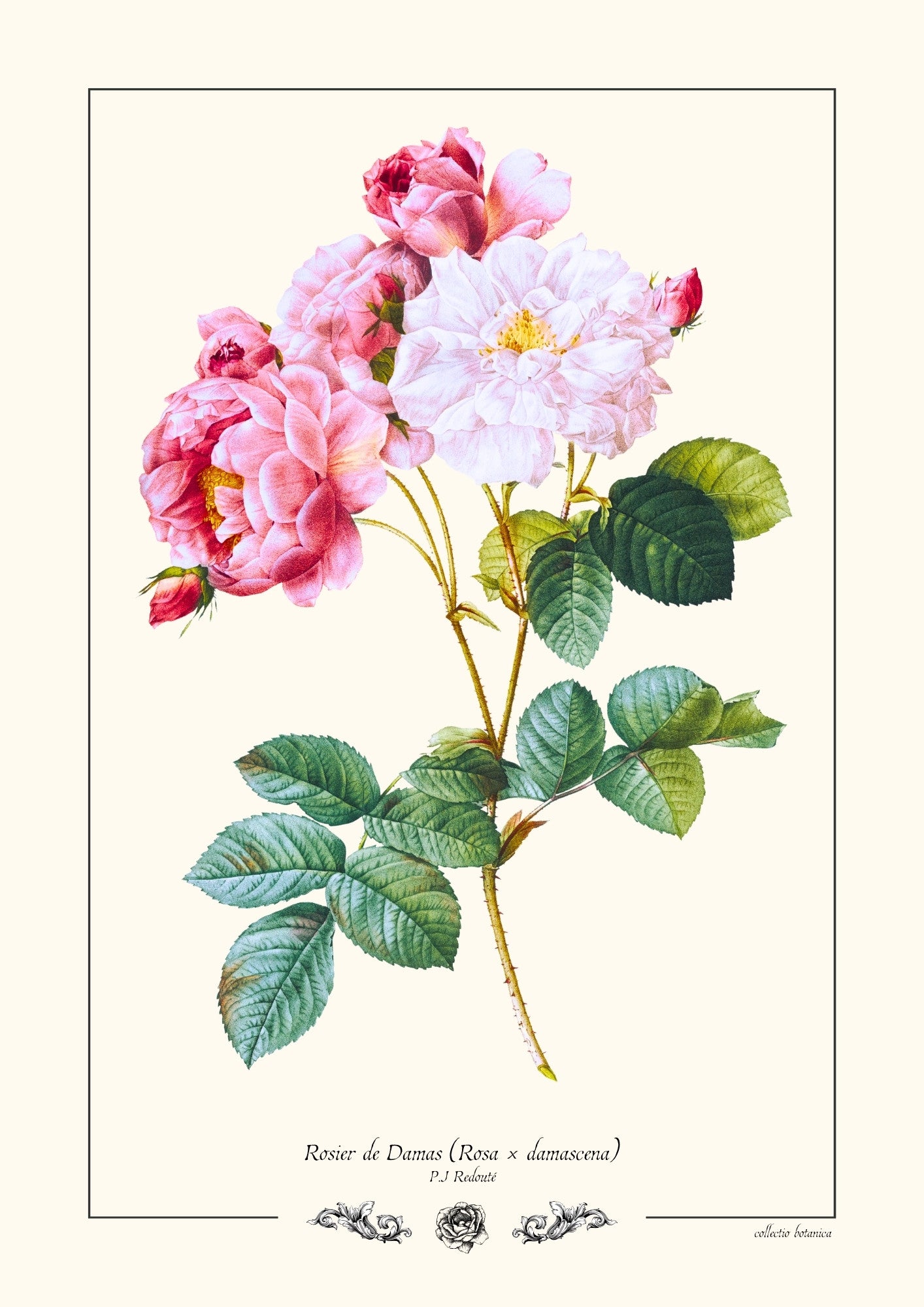 Rosier de Damas (Rosa × damascena)