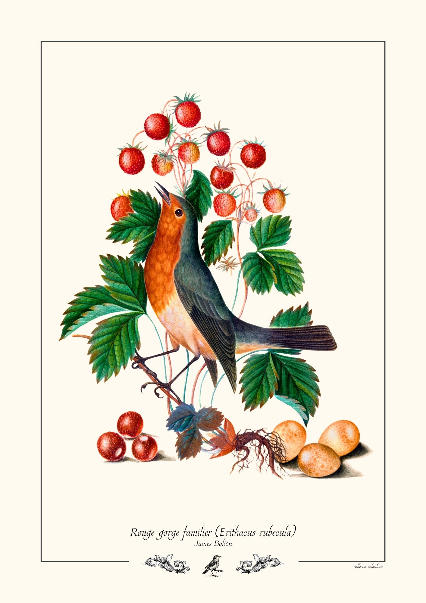 Rouge-gorge familier