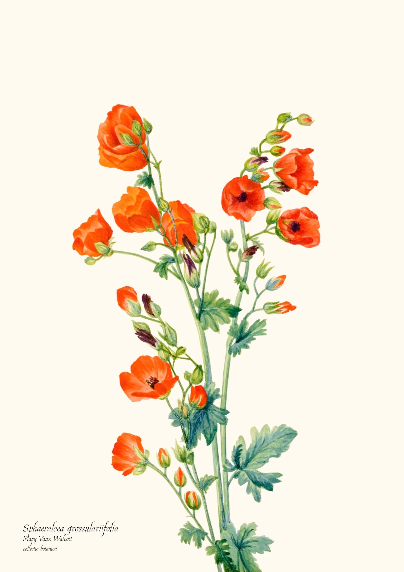 Sphaeralcea grossulariifolia