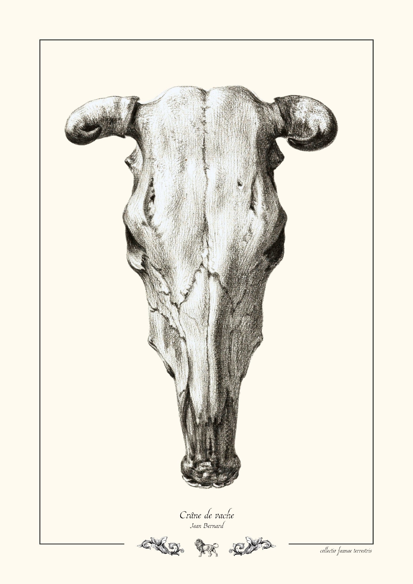 Crâne de vache