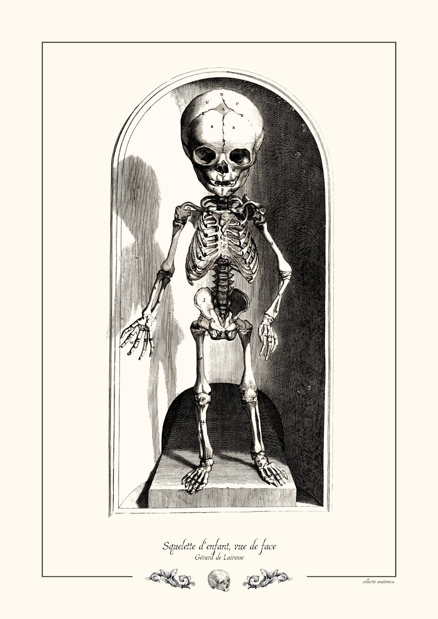 Squelette d’enfant, vue de face