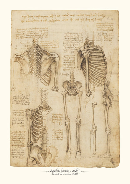 Squelette humain I - De Vinci