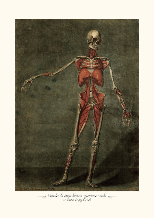 Muscles du corps humain, quatrième couche