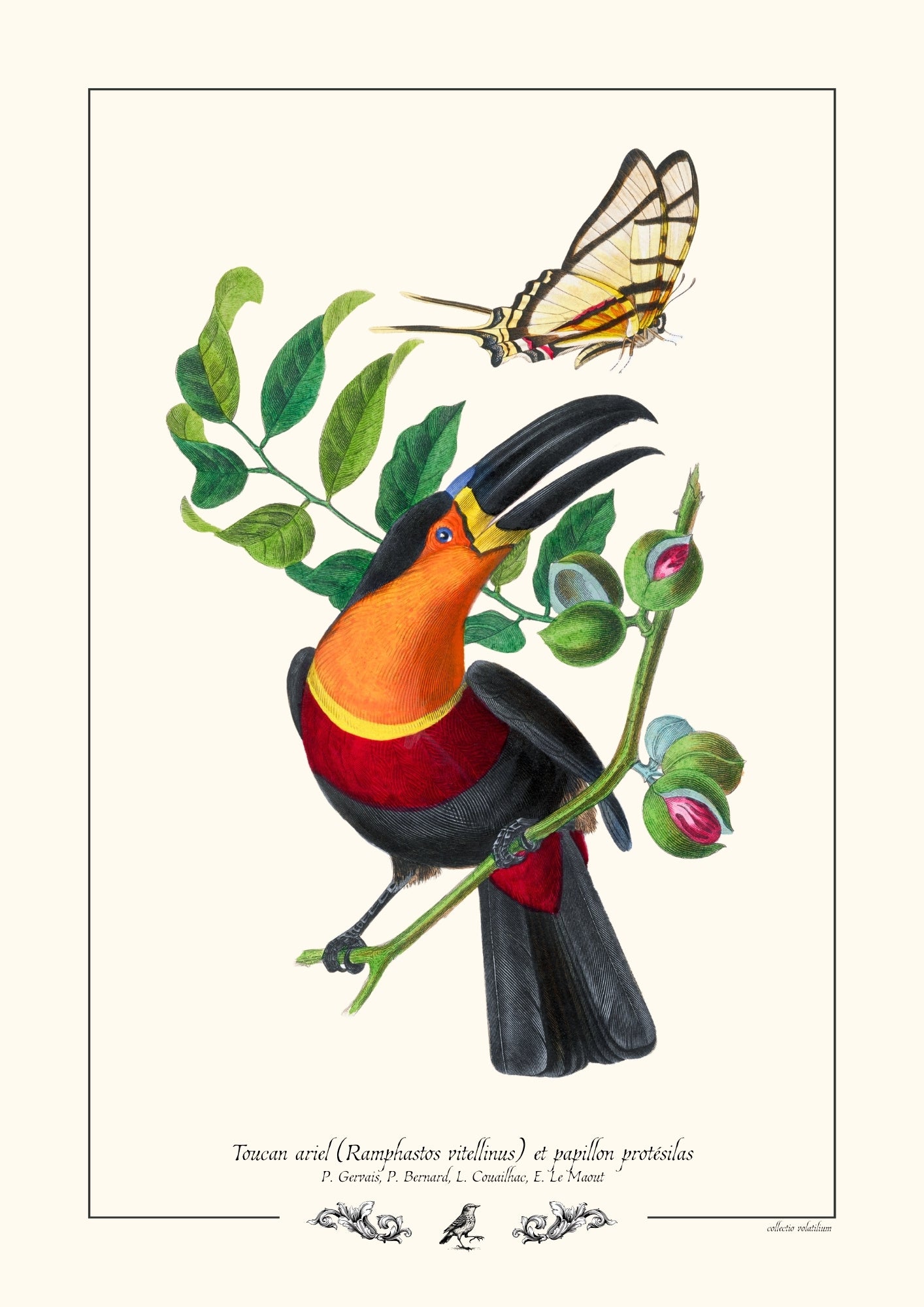 Toucan ariel et papillon protésilas