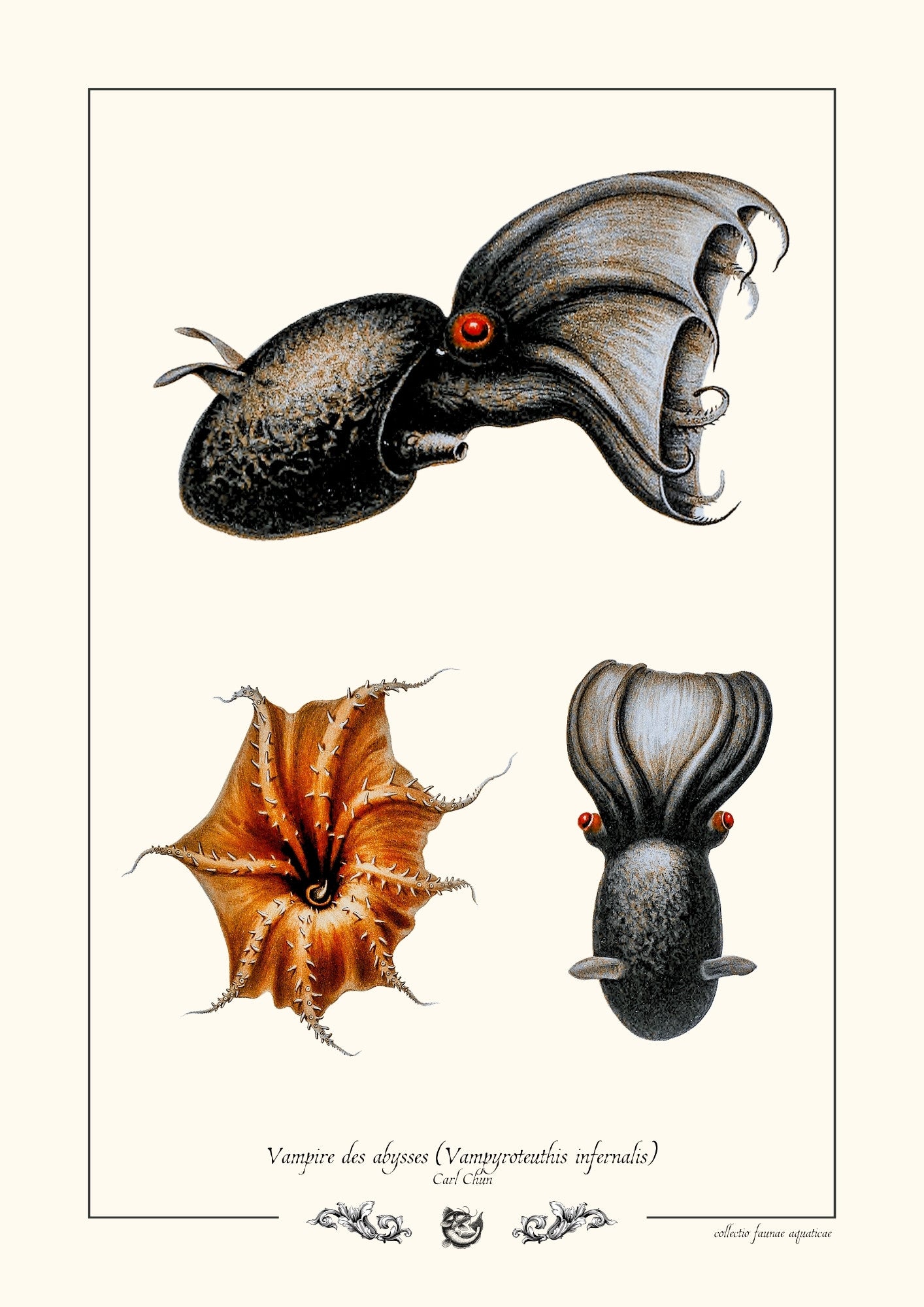 Vampire des abysses