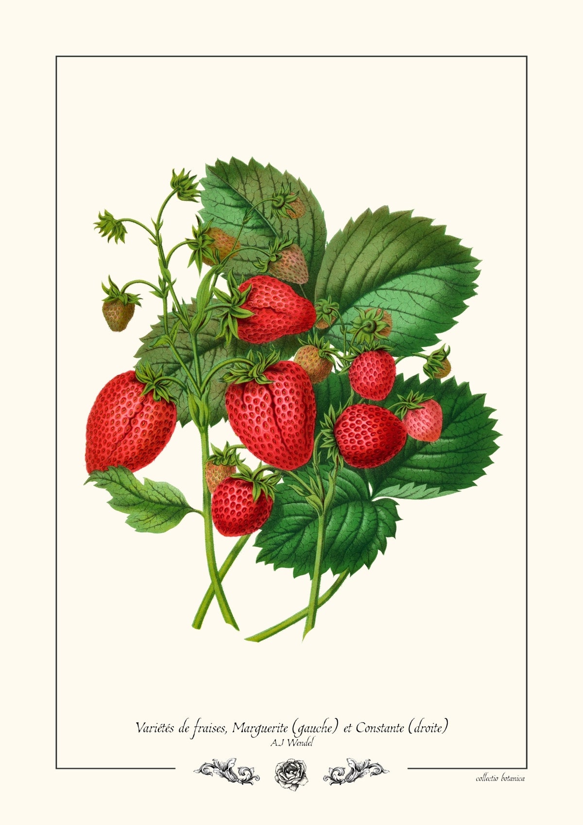 Variétés de fraises (Marguerite et Constante)