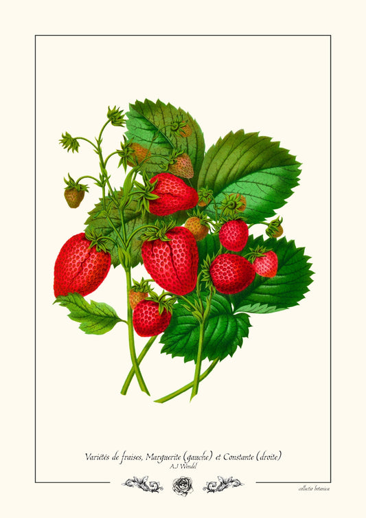 Variétés de fraises (Marguerite et Constante)