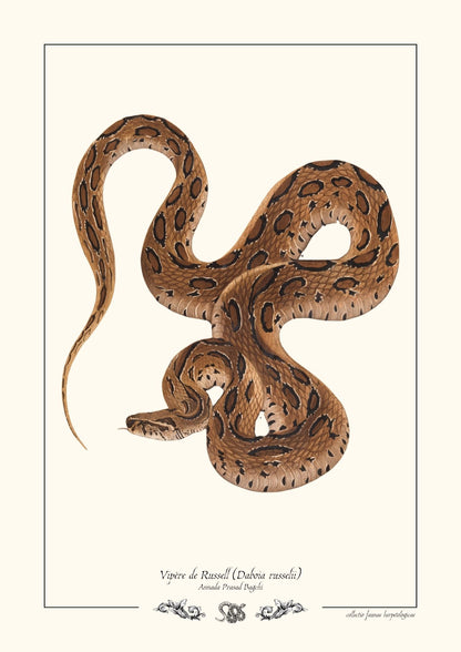Vipère de Russell