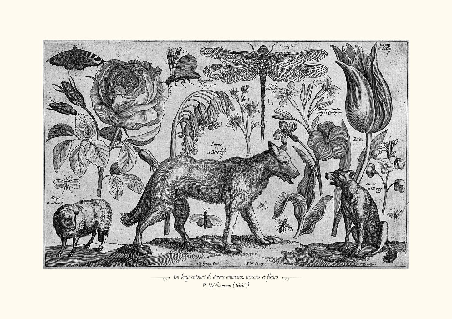 Un loup entouré de divers animaux, insectes et fleurs