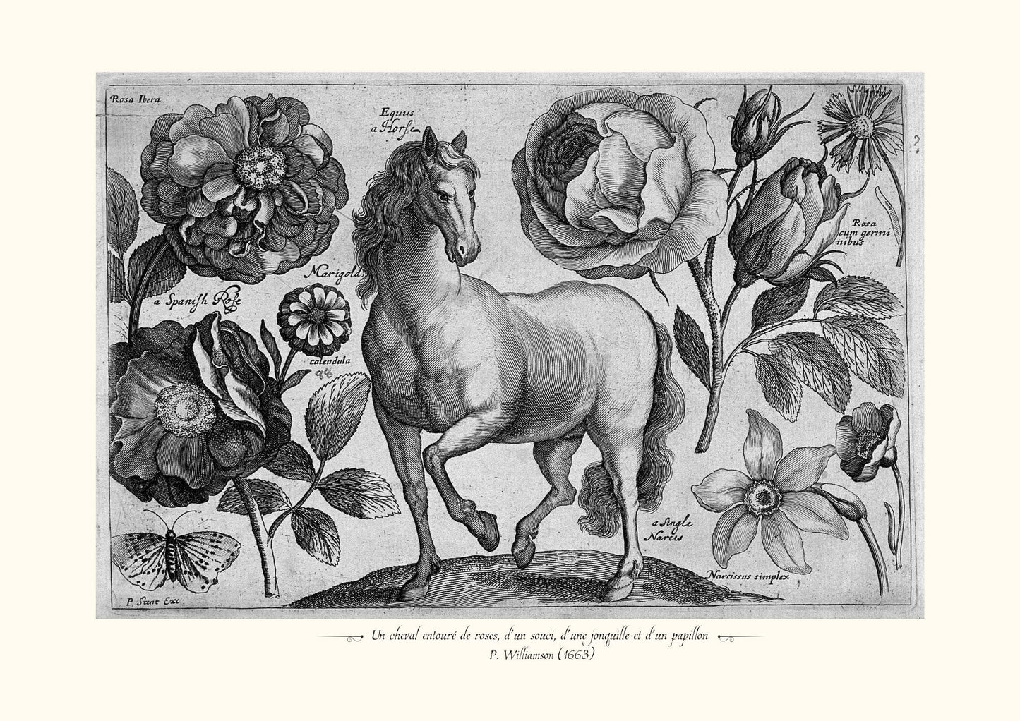 Un cheval entouré de roses