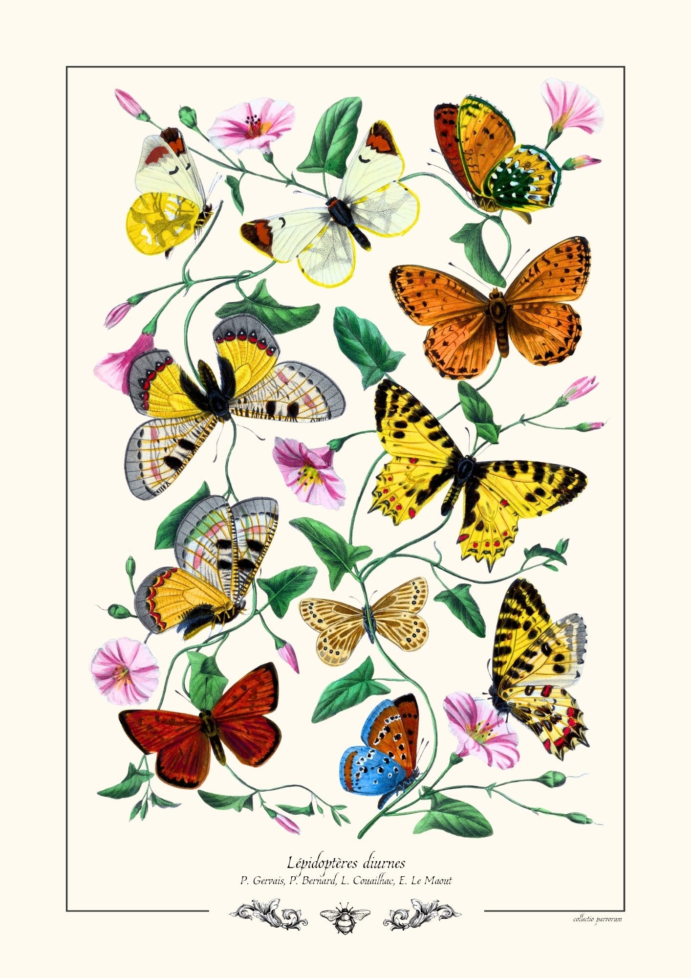 Lépidoptères diurnes