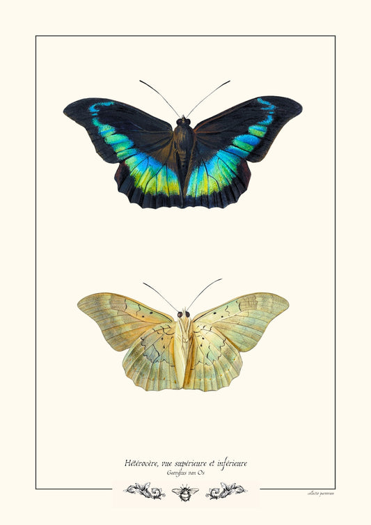 Hétérocère, vue supérieure et inférieure