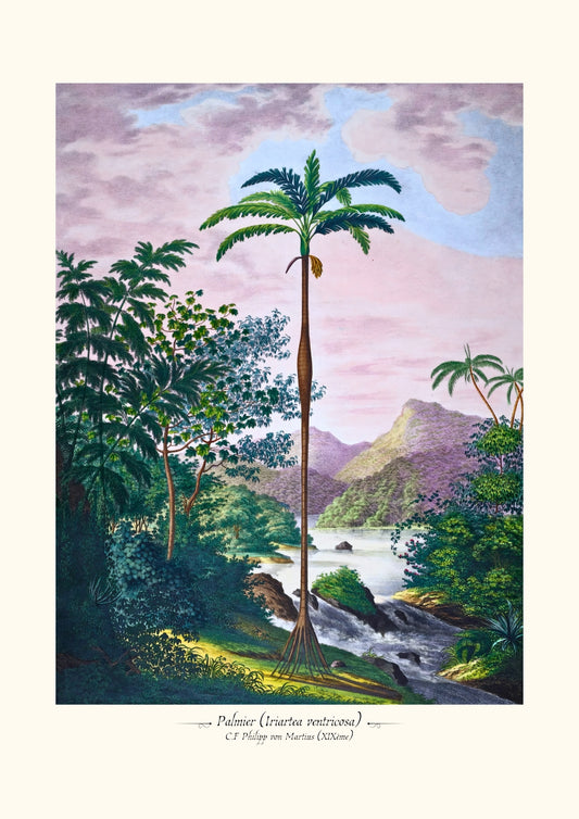 Palmier (Iriartea ventricosa)