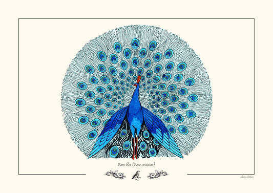 Paon bleu (Pavo cristatus)