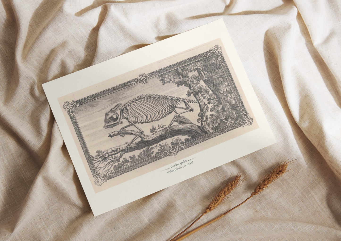 Caméléon, squelette