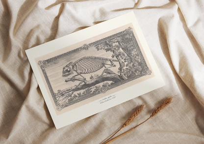 Caméléon, squelette