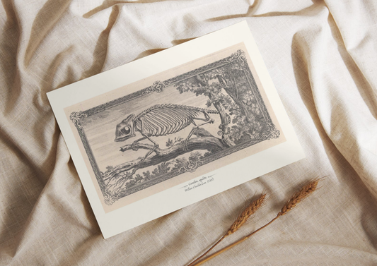 Caméléon, squelette