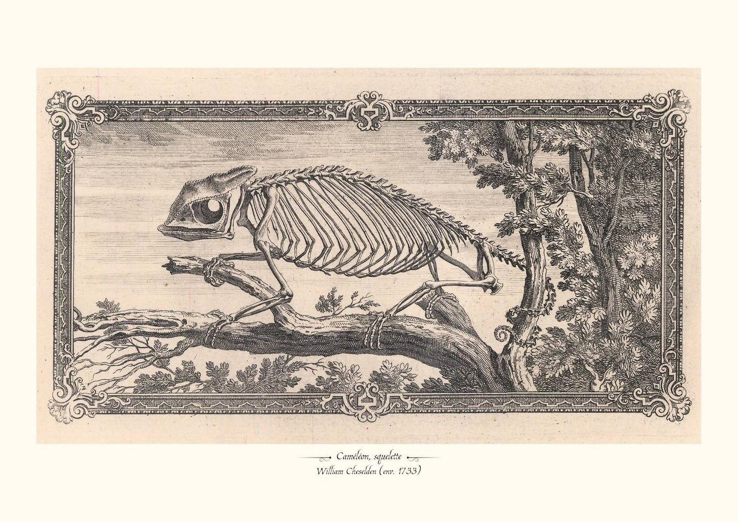 Caméléon, squelette