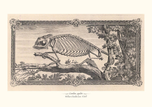 Caméléon, squelette