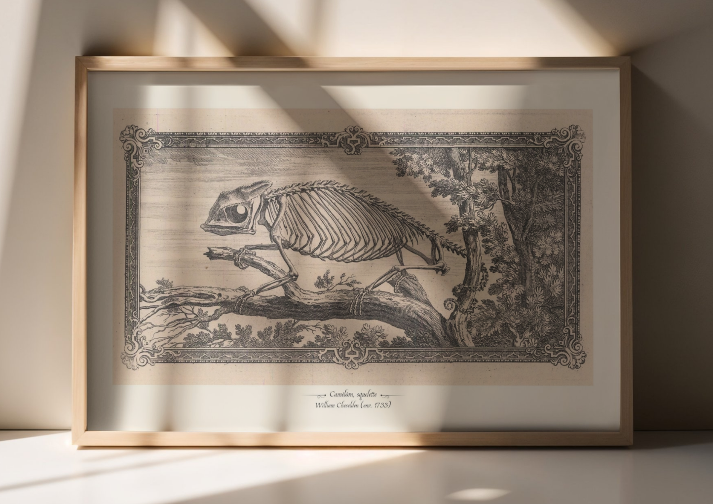 Caméléon, squelette