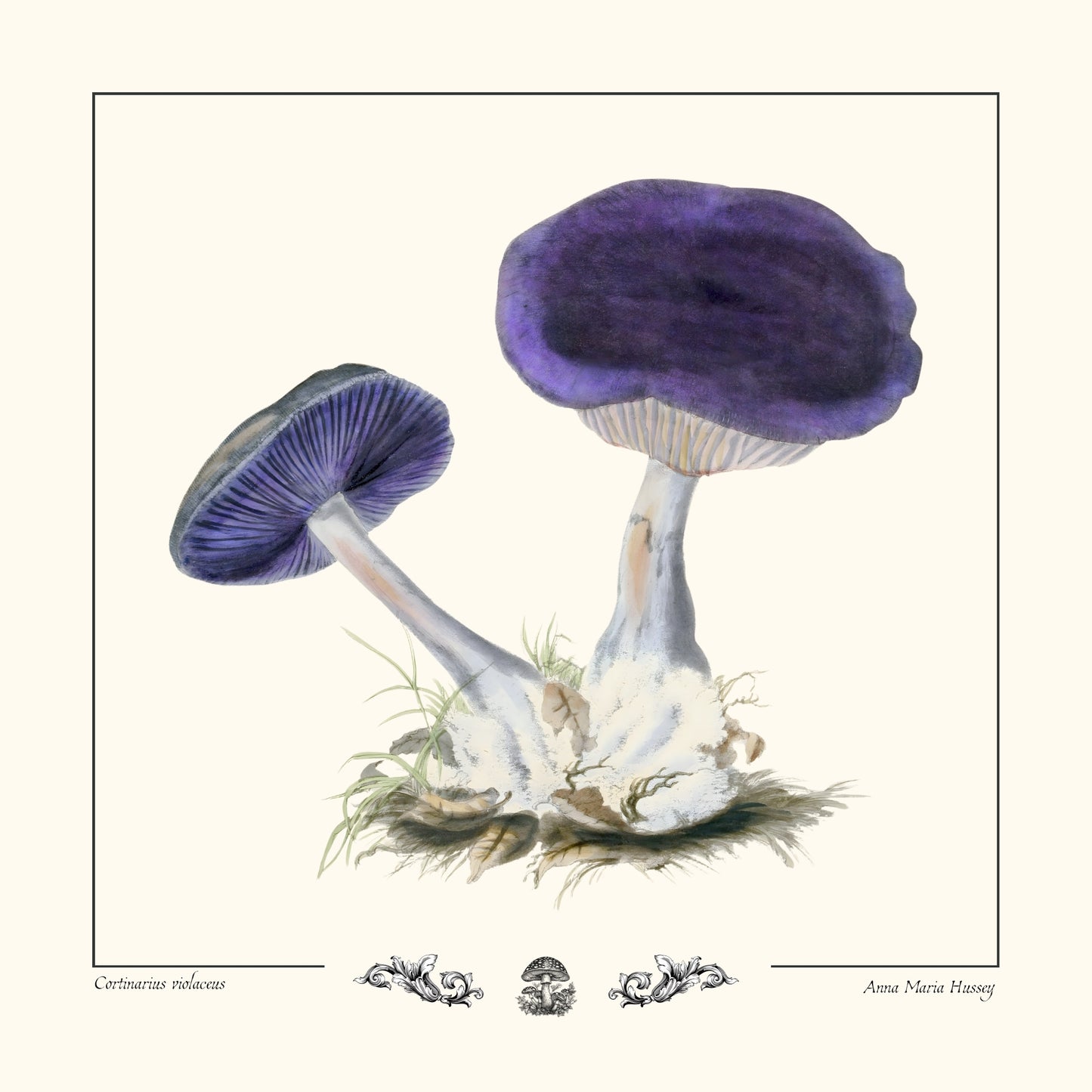 Cortinaire violet