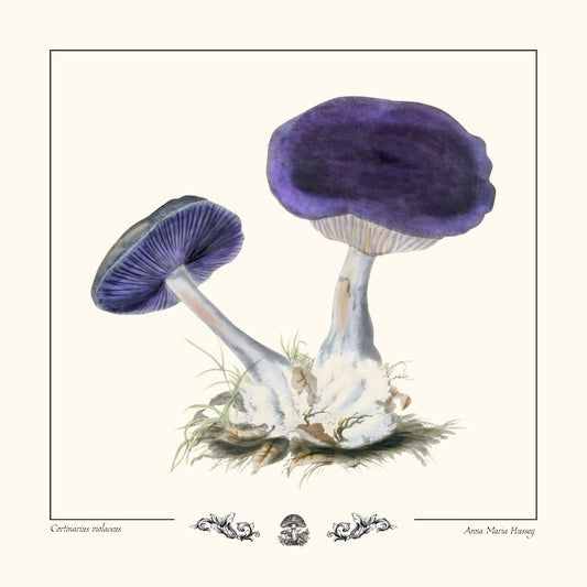 Cortinaire violet